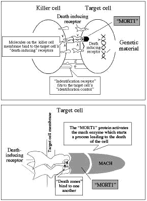 Bringing wayward cells to task